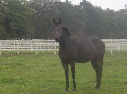 �`�d�q�t�̔n�͂����܂����B�F�A���C�������B