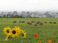 �r���u�W�]��ɂāB�r�ƃq�}�����ƁA�D�y�̌i�F�B