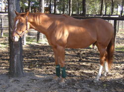 �m�[�U���z�[�X�p�[�N�ɂ����f�P�n�A�g�E�J�C�|�C���g�B